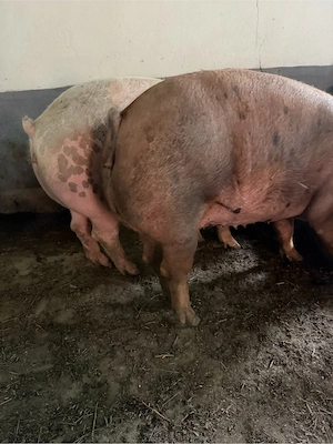 Porci de carne  - imagine 4
