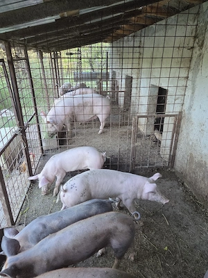 purcei Landrace si Duroc - imagine 2