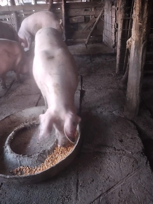 porc 140  kg vinzare