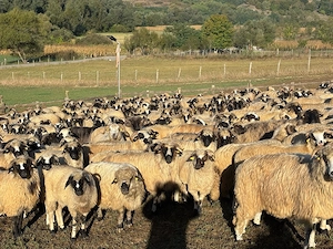 Vând efectiv de ovine din rasa Țurcana-oi Breze - imagine 2