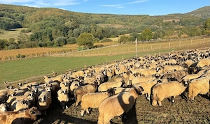 Vând efectiv de ovine din rasa Țurcana-oi Breze
