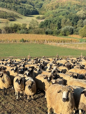 Vând efectiv de ovine din rasa Țurcana-oi Breze - imagine 4