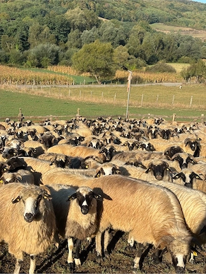 Vând efectiv de ovine din rasa Țurcana-oi Breze - imagine 5
