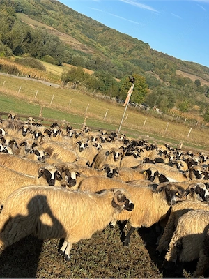 Vând efectiv de ovine din rasa Țurcana-oi Breze - imagine 3