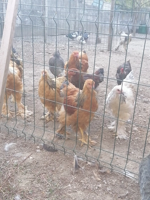 Puicute Brahma  7  luni talie mare rasa pura  - imagine 3