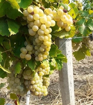 struguri de vin  