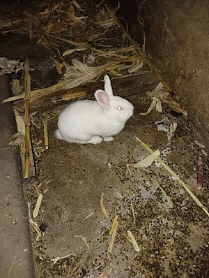 de vânzare iepuroi rasă pitică 