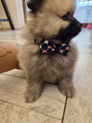 Caței pomeranian - imagine 2