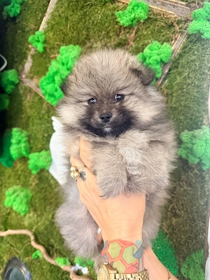 Caței pomeranian - imagine 4
