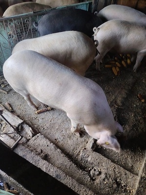 porci grasi