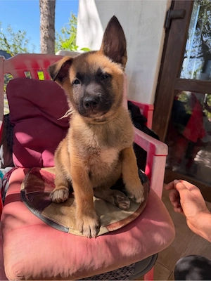 Pui de Malinois  - imagine 2