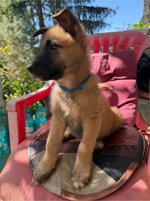 Pui de Malinois  - imagine 5