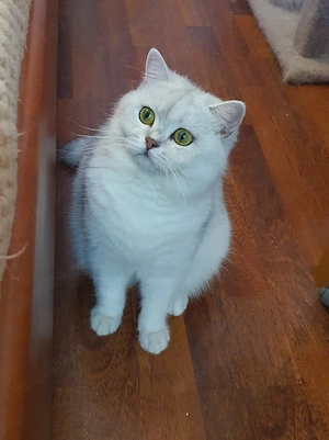 Adoptie pisica british sterilizata!