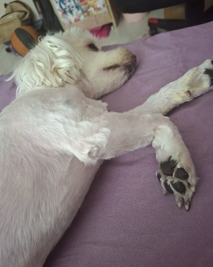 vând bichon maltez 