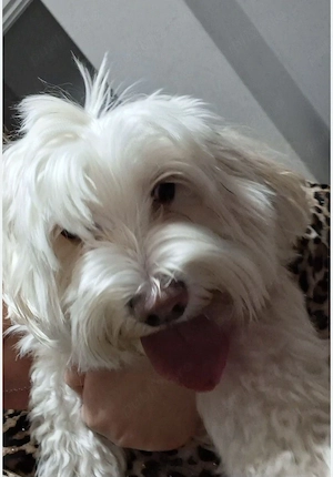 vând bichon maltez  - imagine 2