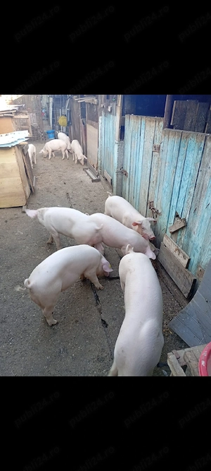 vând purcei  (grăsuni)