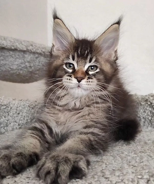 Maine coon puiuți superbi