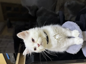 British shorthair- longair, scotish fold  - imagine 2