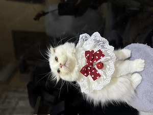 British shorthair- longair, scotish fold  - imagine 3