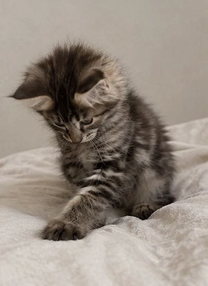 Maine coon puiuți superbi