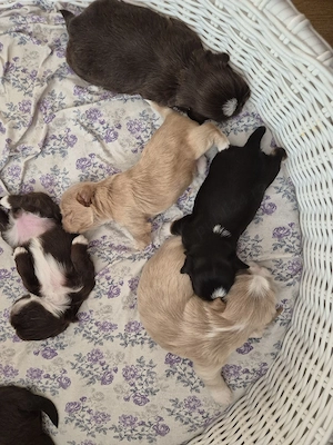 Catelusi Shih Tzu - imagine 2