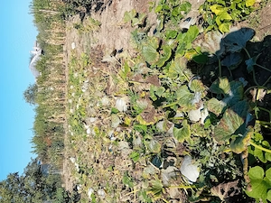 Dovleac plăcintă 