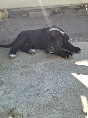 Cane corso puiuti             - imagine 3