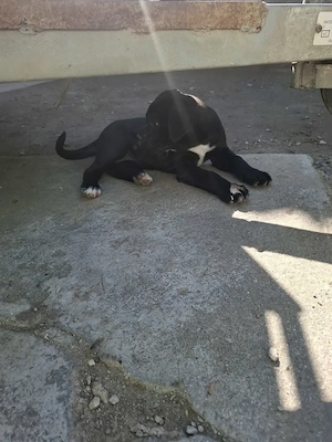Cane corso puiuti             - imagine 4