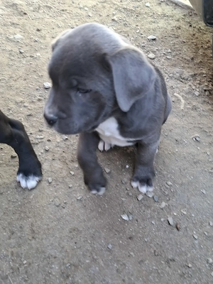 Cane corso puiuti             - imagine 5