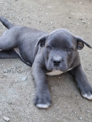 Cane corso puiuti             - imagine 2