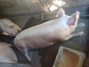 Vand porci 15 lei kg