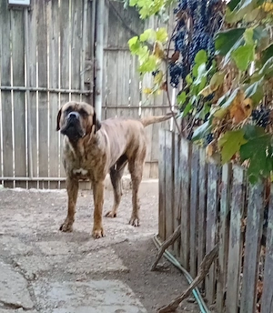 Mascul caută F Presa Dogo Canario Import Serbia cu Pedigree FCI Giurgiu - imagine 2