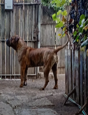 Mascul caută F Presa Dogo Canario Import Serbia cu Pedigree FCI Giurgiu - imagine 3