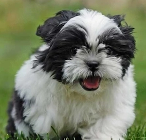 catelus shih tzu de 4 luni   de vanzare  - imagine 2