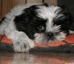 catelus shih tzu de 4 luni   de vanzare 