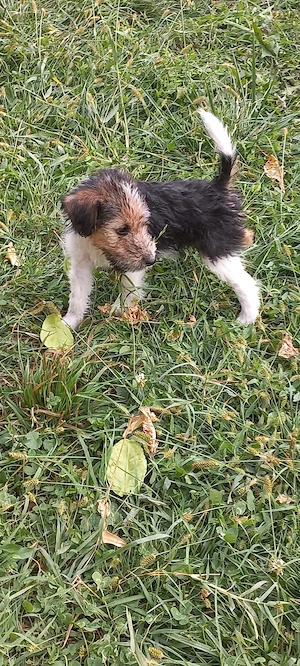 Fox terrier sârmos  - imagine 2