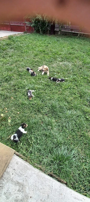 Fox terrier sârmos  - imagine 5