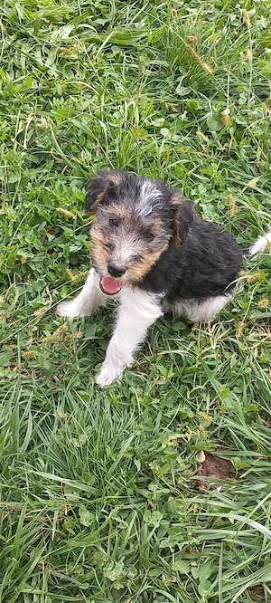 Fox terrier sârmos  - imagine 3