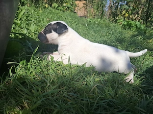 Bull terrier cu carnet de sanatate - imagine 3