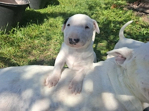 Bull terrier cu carnet