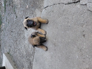 Belgian Malinois de vânzare!!