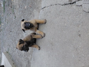 Belgian Malinois de vânzare!! - imagine 2