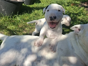 Bull terrier cu carnet 