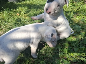 Bull terrier cu carnet de sanatate - imagine 4