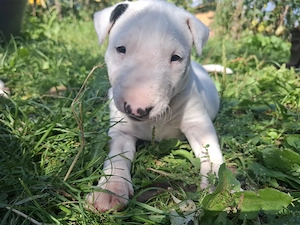 Bull terrier cu carnet de sanatate  - imagine 5