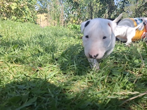 Bull terrier  5 saptamani  - imagine 5