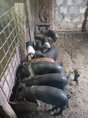 vand purceii 8 săptămâni 