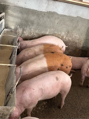 Porci de vanzare  - imagine 2