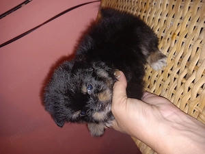 Puiuți yorkshire toy - imagine 2