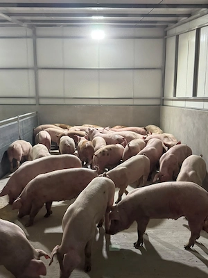 Porci de vanzare ! - imagine 4